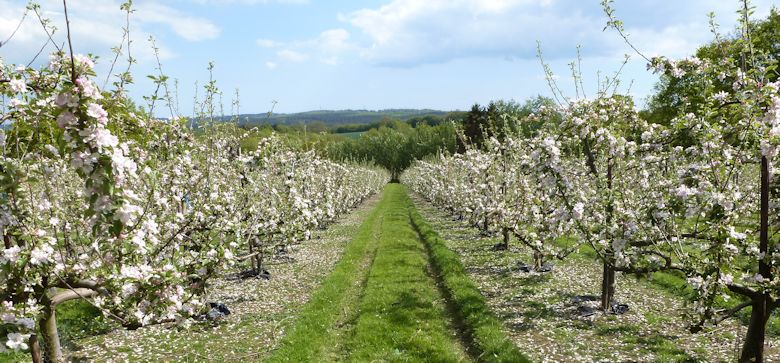 A self fertile Cox orchard in East Sussex on Saturday 25th May.